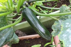 お庭のお野菜を収穫