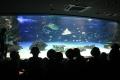秋の遠足 サンシャイン水族館に行きました。