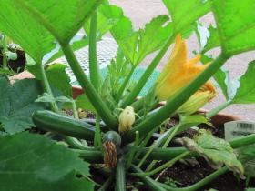 お庭のお野菜が大きくなりました。