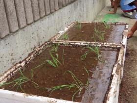 ジャガイモを掘って、サツマイモを植えました。